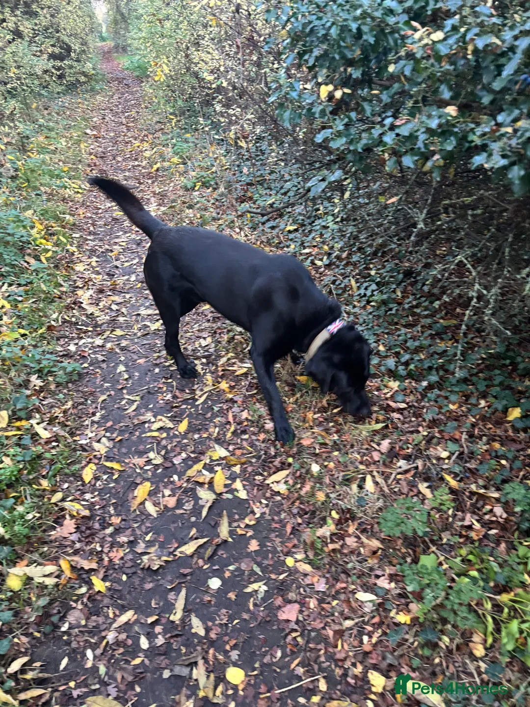 Labrador Retriever dogs for stud: Beautiful black lab for stud - Advert 5