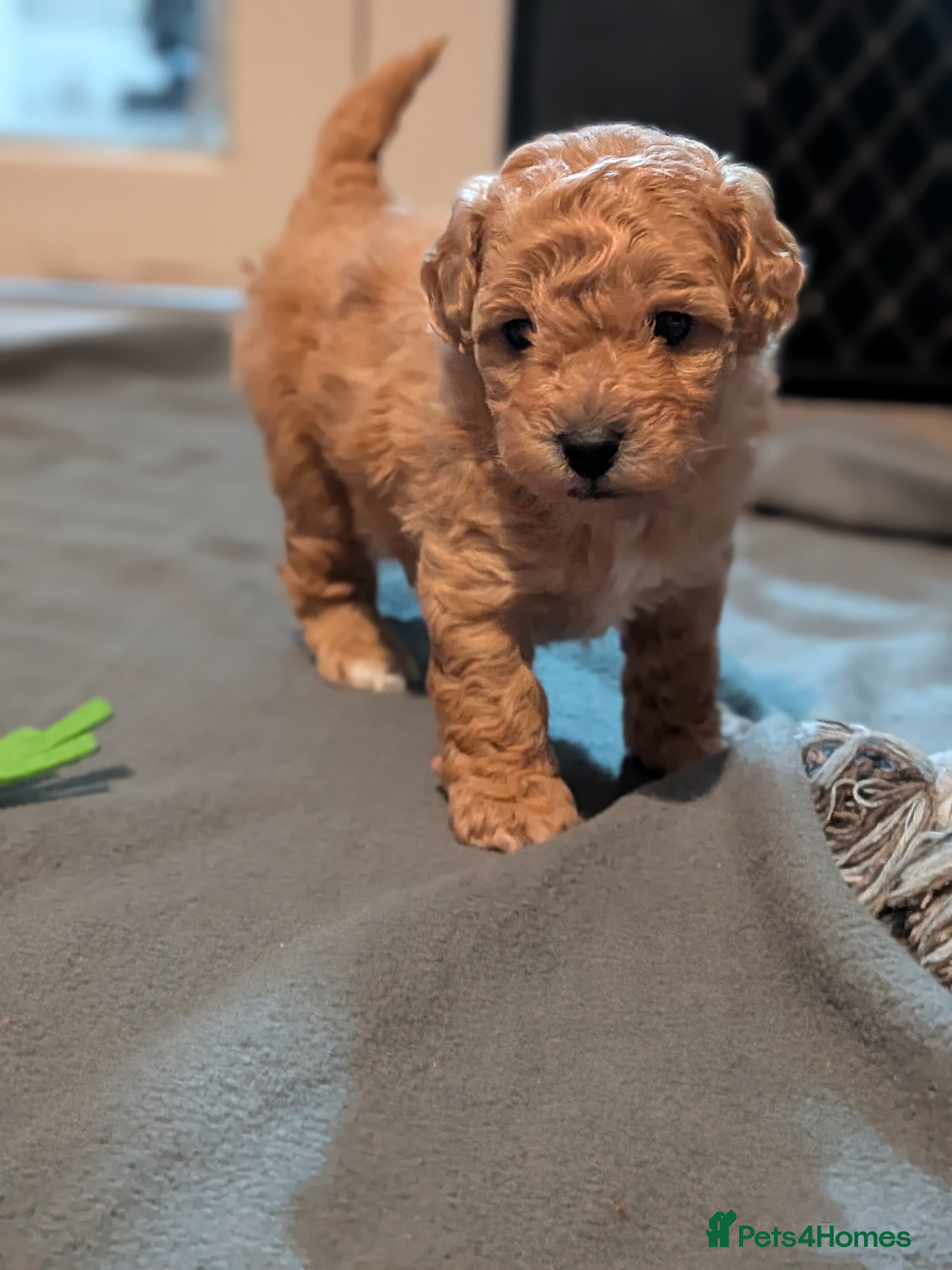 Lhasapoo dogs 4 gorgeous male lhasapoo puppies  - Advert 1