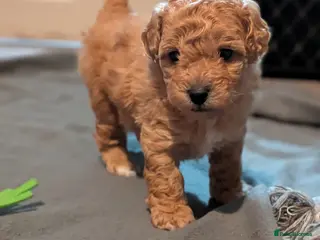 Lhasapoo dogs 4 gorgeous male lhasapoo puppies - Advert 16