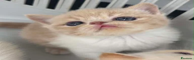 Kitten 1