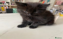 Mixed Breed cats for sale: Adorable,  fluffy black kittens - Image 5