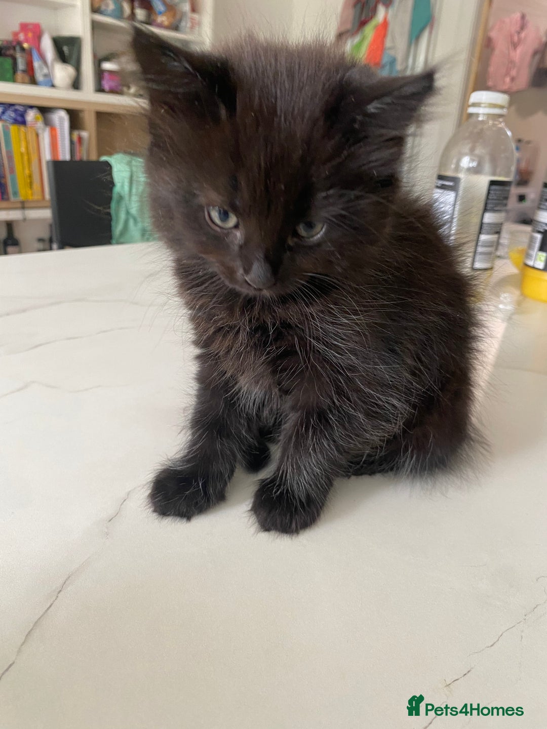 Mixed Breed cats for sale: Adorable,  fluffy black kittens - Image 5