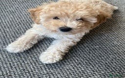 Toy Poodle dogs for stud: RED TOY POODLE KC REGISTERED PROVEN STUD in Derby - Image 30