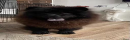 Chow Chow dogs for sale: MINI CHOW SISTERS REHOME  - Advert 9