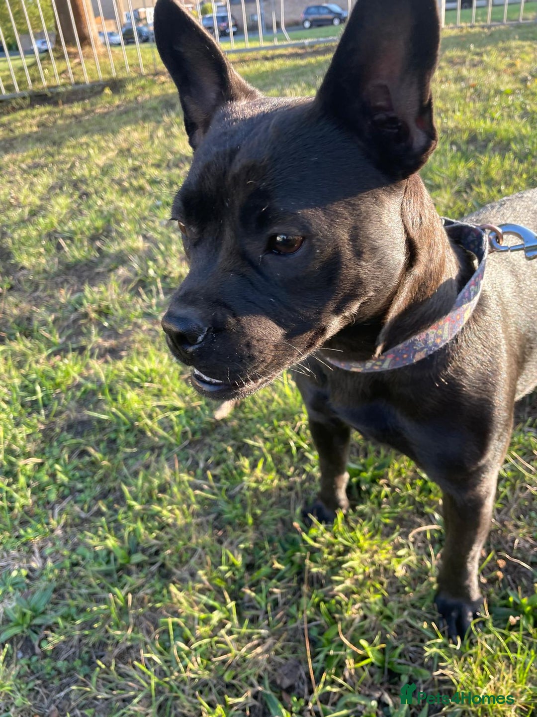Mixed Breed dogs for sale: French bulldog cross  - Image 2