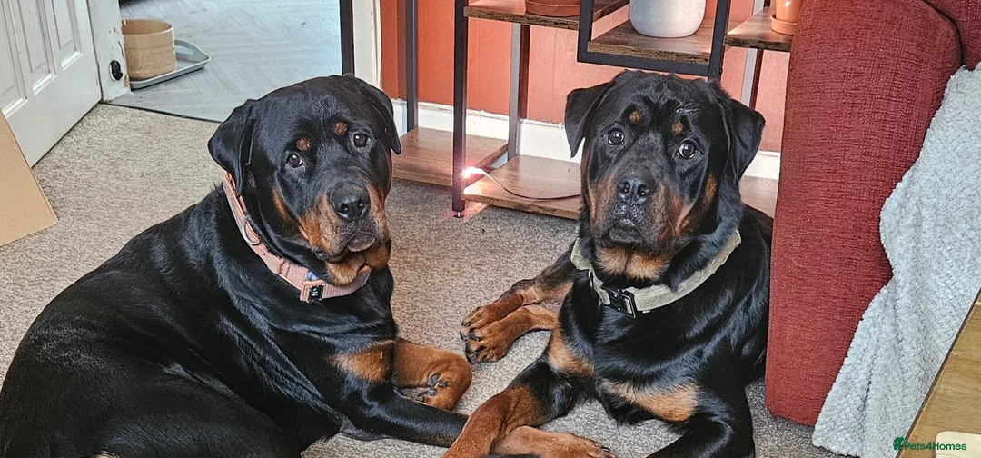 Rottweiler dogs for stud: Loki the rottweiler for stud duties proven in Halifax - Advert 3