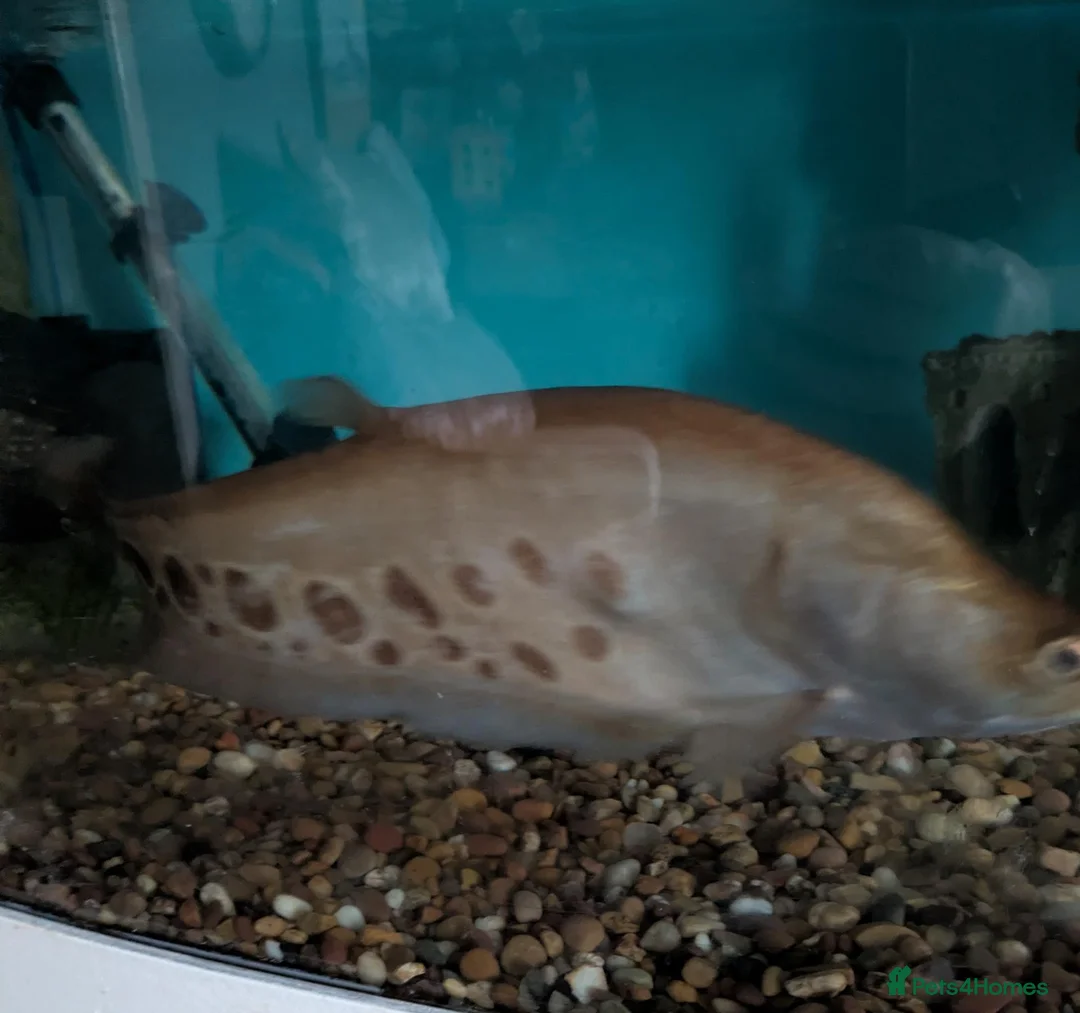 Other/Mixed Breed fish for sale:  Various large fish needing new homes - Advert 4