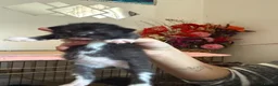 Mixed Breed cats for sale: 3 boys 3 girl kittens  in Scunthorpe - Advert 13