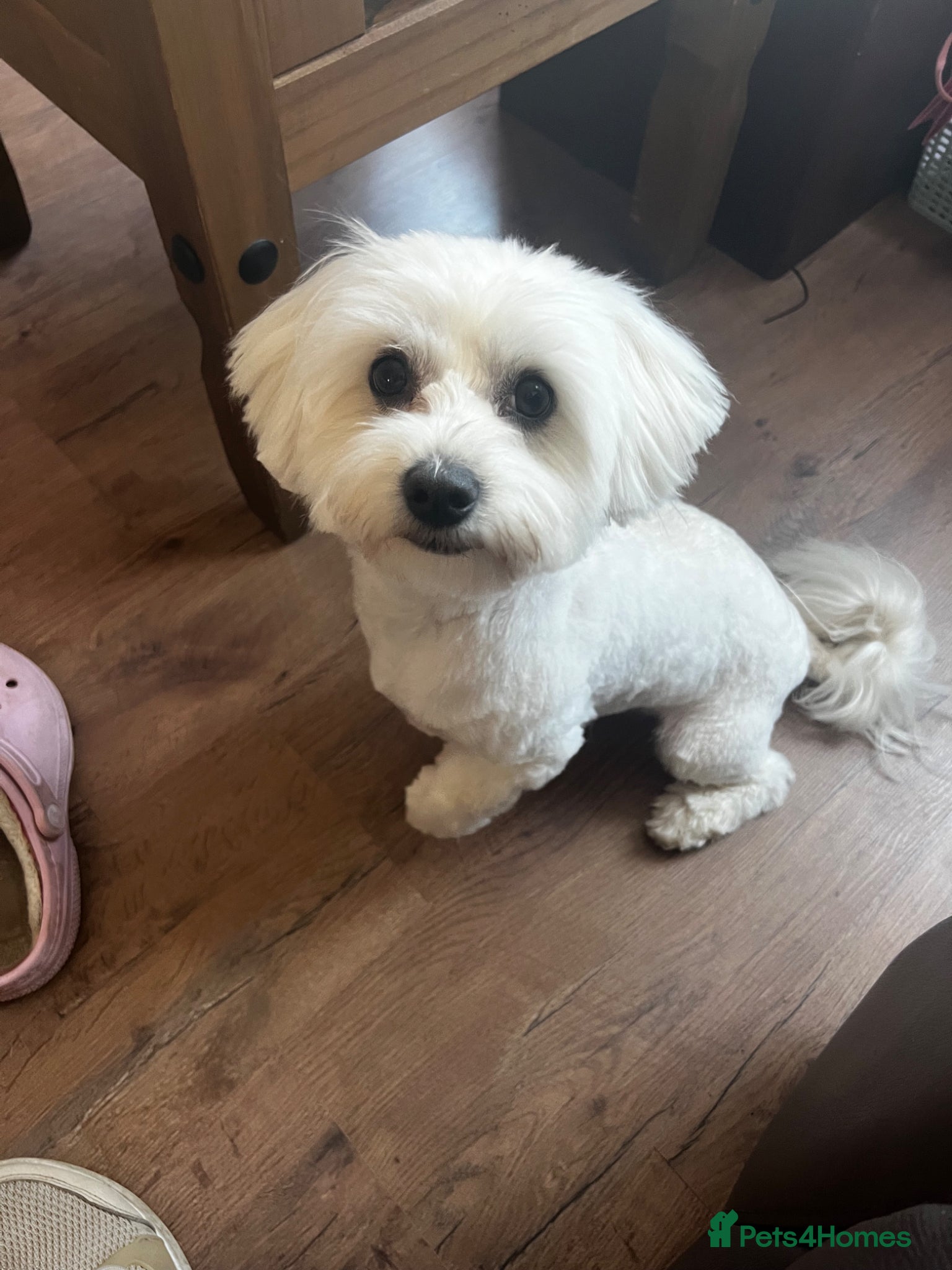 Maltese dogs Stud Teddy - Advert 1