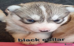 Siberian Husky dogs for sale: KC litter 5* rating by buyers REDUCED  - Image 17