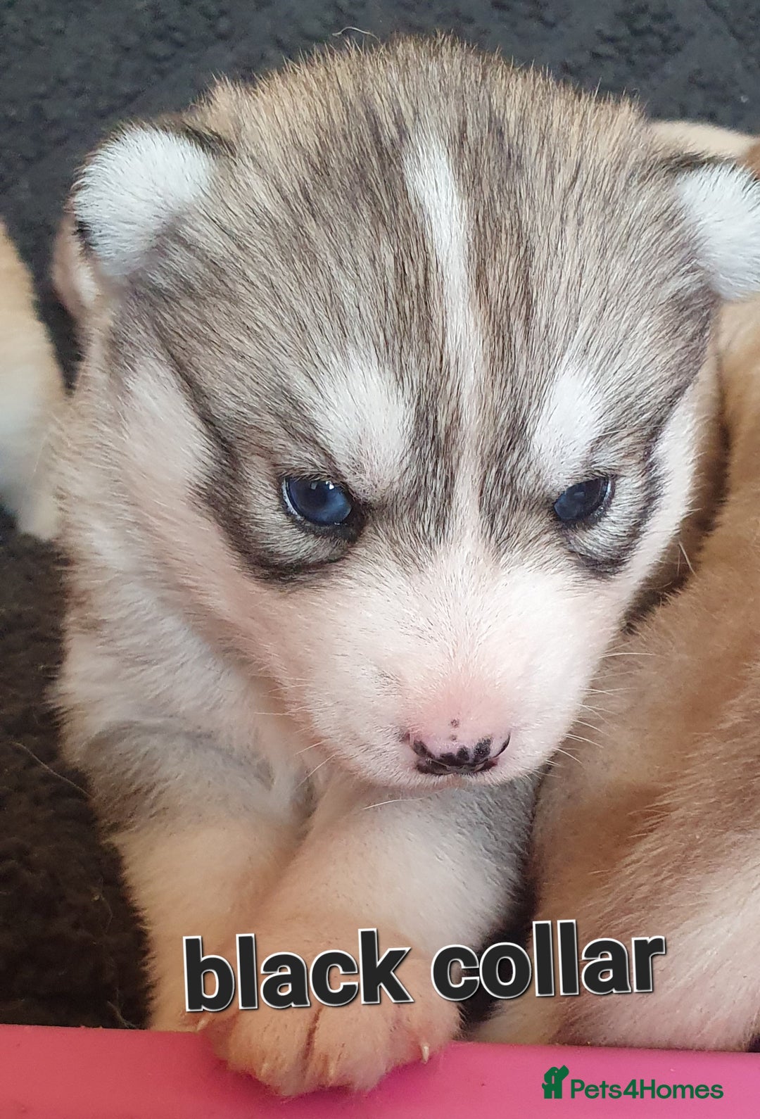 Siberian Husky dogs for sale: KC litter 5* rating by buyers REDUCED  - Image 17