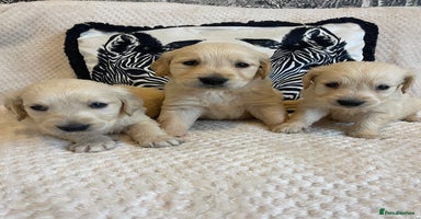 Golden Retriever dogs - Advert 6