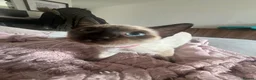 Siamese cats for sale: 1 Siamese Girl Kitten Left - Advert 10