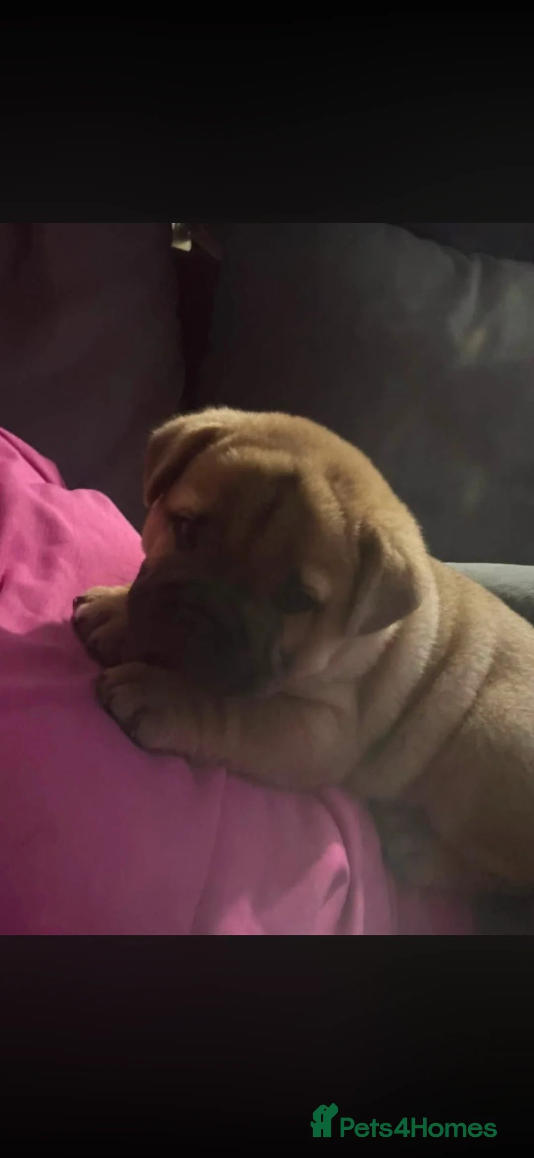 Mixed Breed dogs for sale: Beautiful frenchie chows - Advert 7