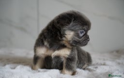 French Bulldog dogs for sale: Exceptional Fluffy French Bulldog Puppies - Image 37