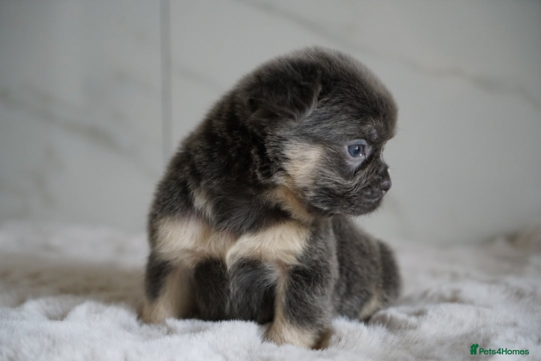 French Bulldog dogs for sale: Exceptional Fluffy French Bulldog Puppies - Image 37