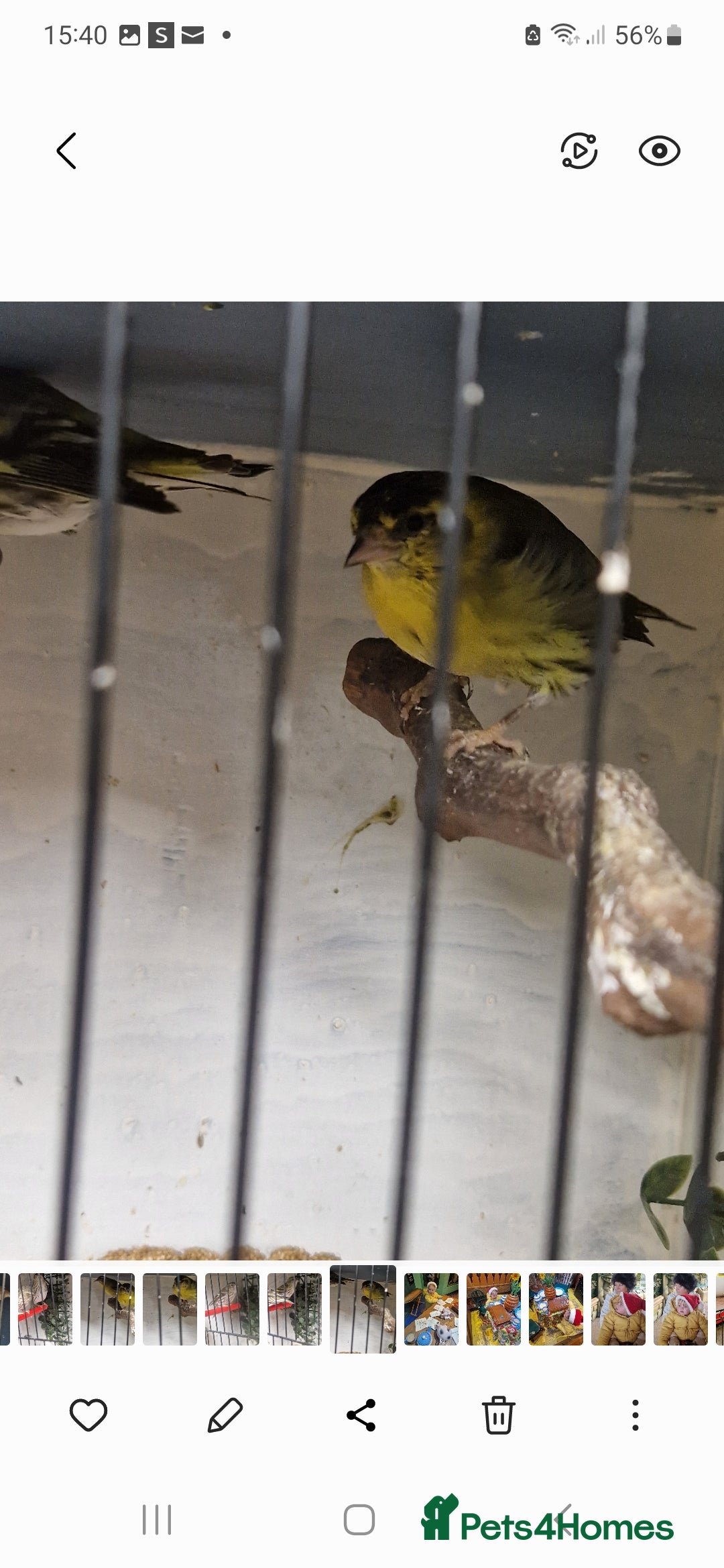 Finches birds Siskins - Advert 9