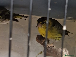 Finches birds Siskins - Advert 1