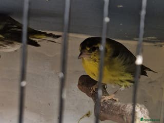 Finches birds ....SOLD.. SOLD... - Advert 7