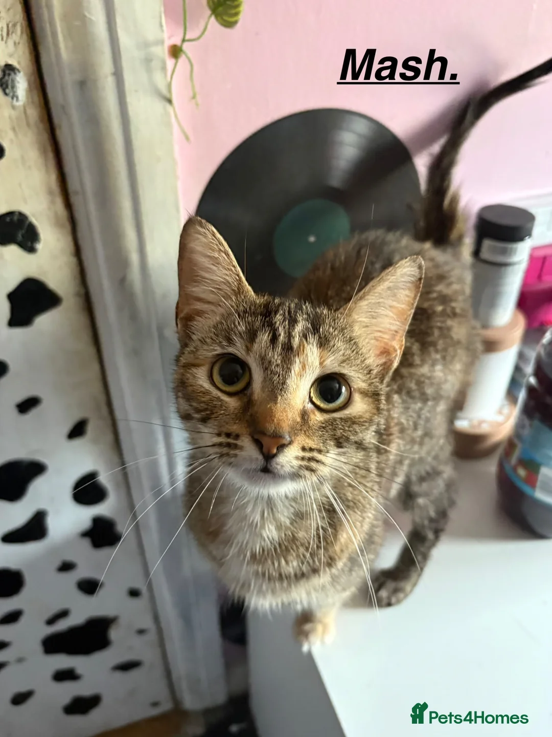 Mixed Breed cats for sale: 3 beautiful female cats for sale. in Hatfield - Advert 7