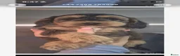 Cockapoo dogs for sale: F1 SHOW extensively health tested cockerpoo  - Advert 11