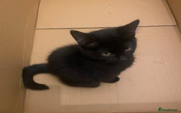 Himalayan cats for sale: Gorgeous Last kitten Girl 🩷 found home ‼️‼️ - Image 28