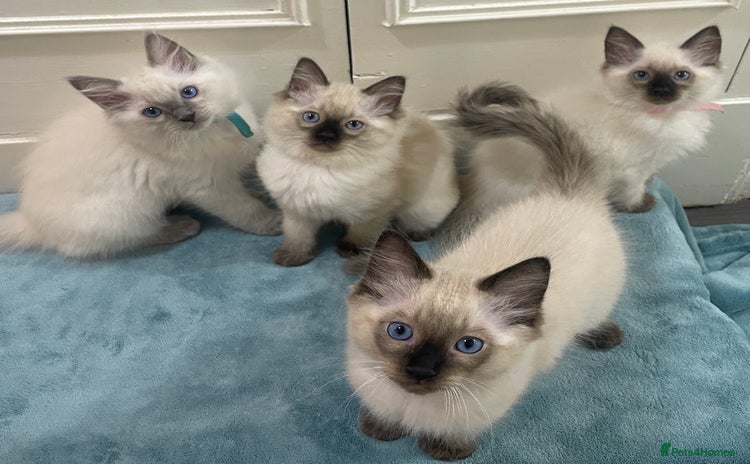 Ragdoll cats - Advert 6