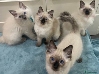 Ragdoll cats - Advert 10