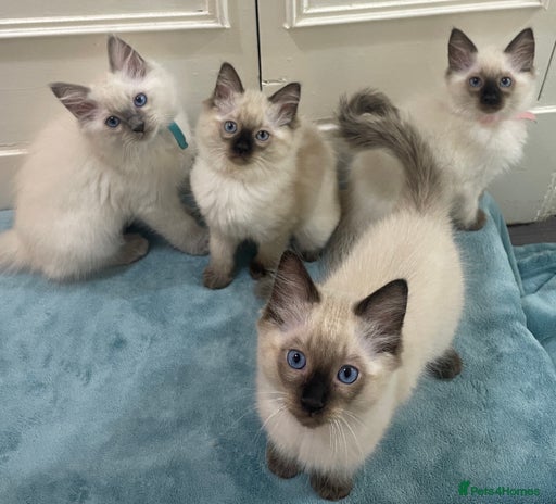 Ragdoll cats - Advert 14