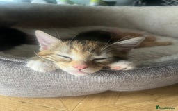 Mixed Breed cats for sale: Kittens ready for new homes - Image 1