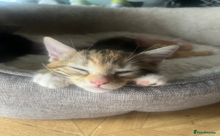Mixed Breed cats for sale - Advert 1