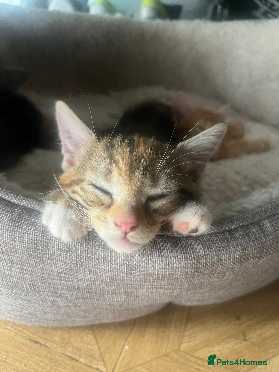 Mixed Breed cats for sale: Kittens ready for new homes - Image 1