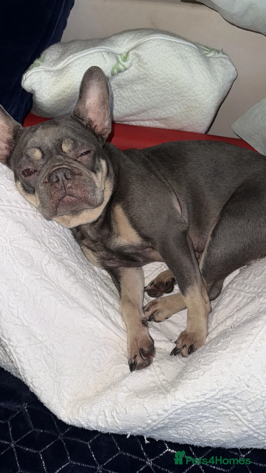 French Bulldog dogs for sale: French Bulldog puppies  in London - Advert 2