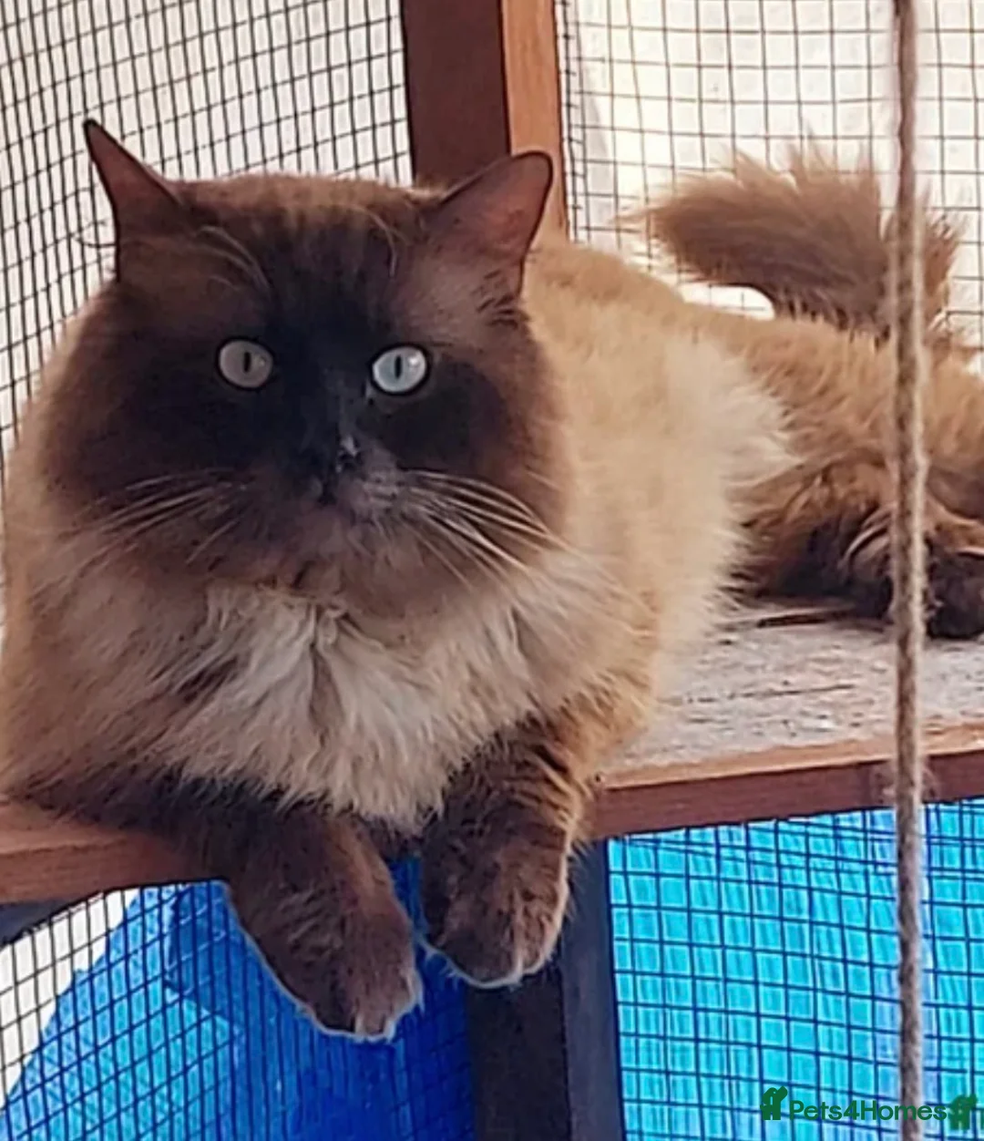 Ragdoll cats for sale: ✨ Stunning Seal Mink Ragdoll Kittens–3 Boys   in Ferryhill - Advert 21