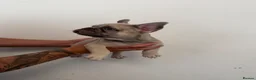 French Bulldog dogs for sale: 3 beautiful French bulldog puppies for sale!  in South Shields - Advert 7
