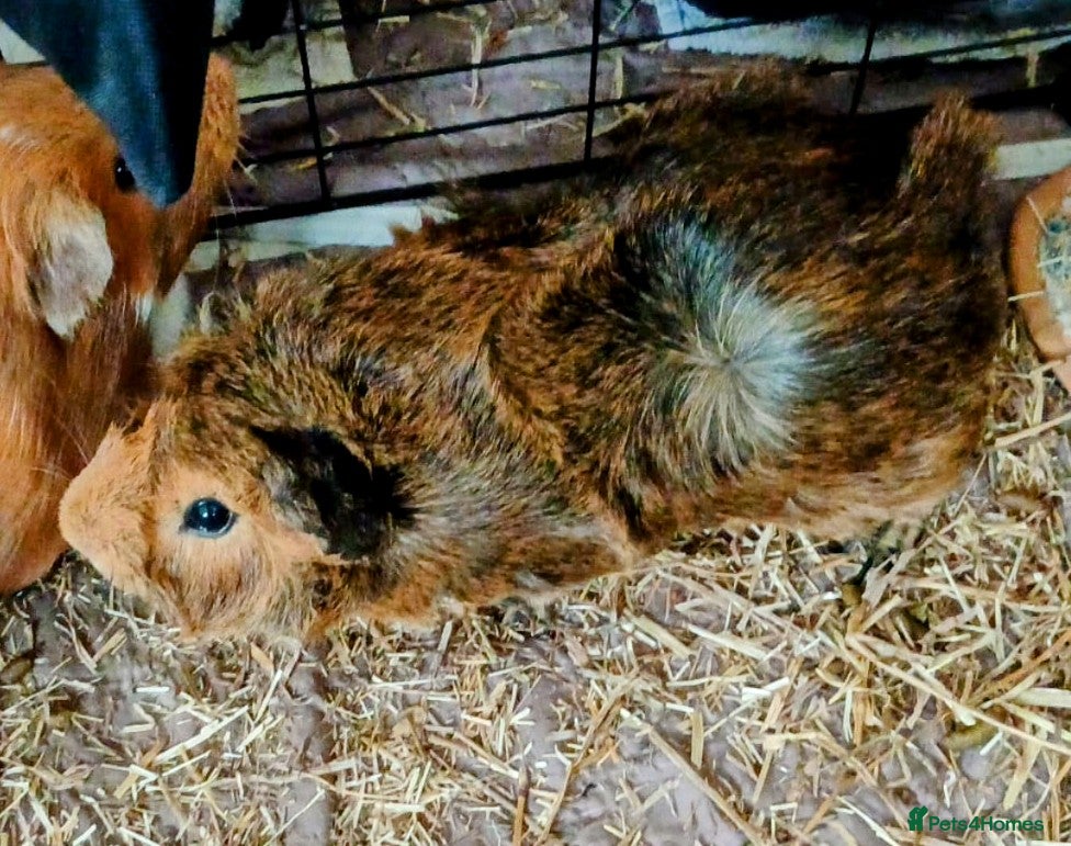 Guinea Pig rodents for sale: Three male guiniepigs for sale - Advert 3