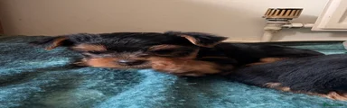 Yorkshire Terrier Puppy 4