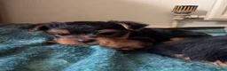 Yorkshire Terrier dogs for sale: Adorable yorkshire terrier puppies in Boston - Advert 4