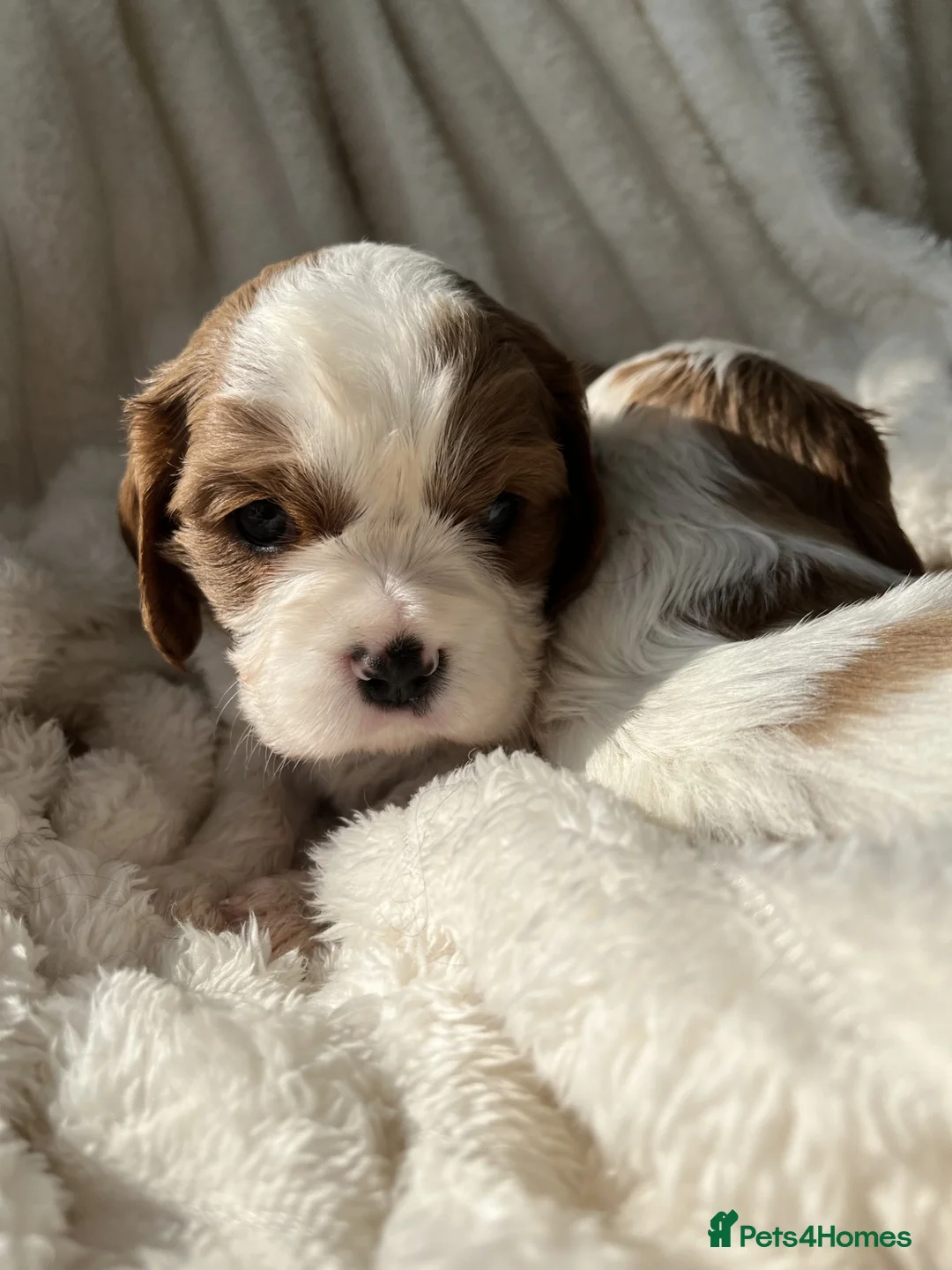 Cavalier King Charles Spaniel dogs for sale: Chocolate Carriers KC Vet Health Checked - Advert 14