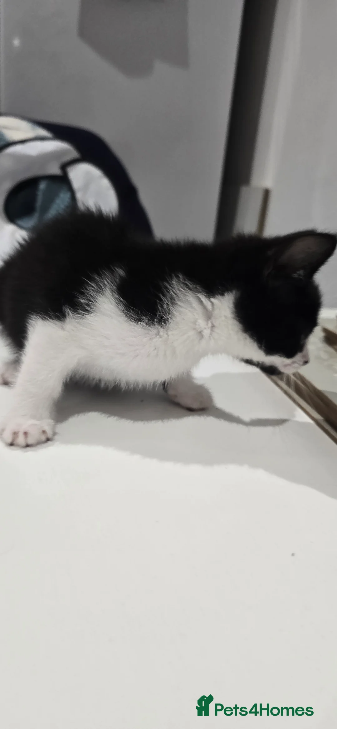 Mixed Breed cats for sale: 2 x black and white kittens ready to go  - Advert 7