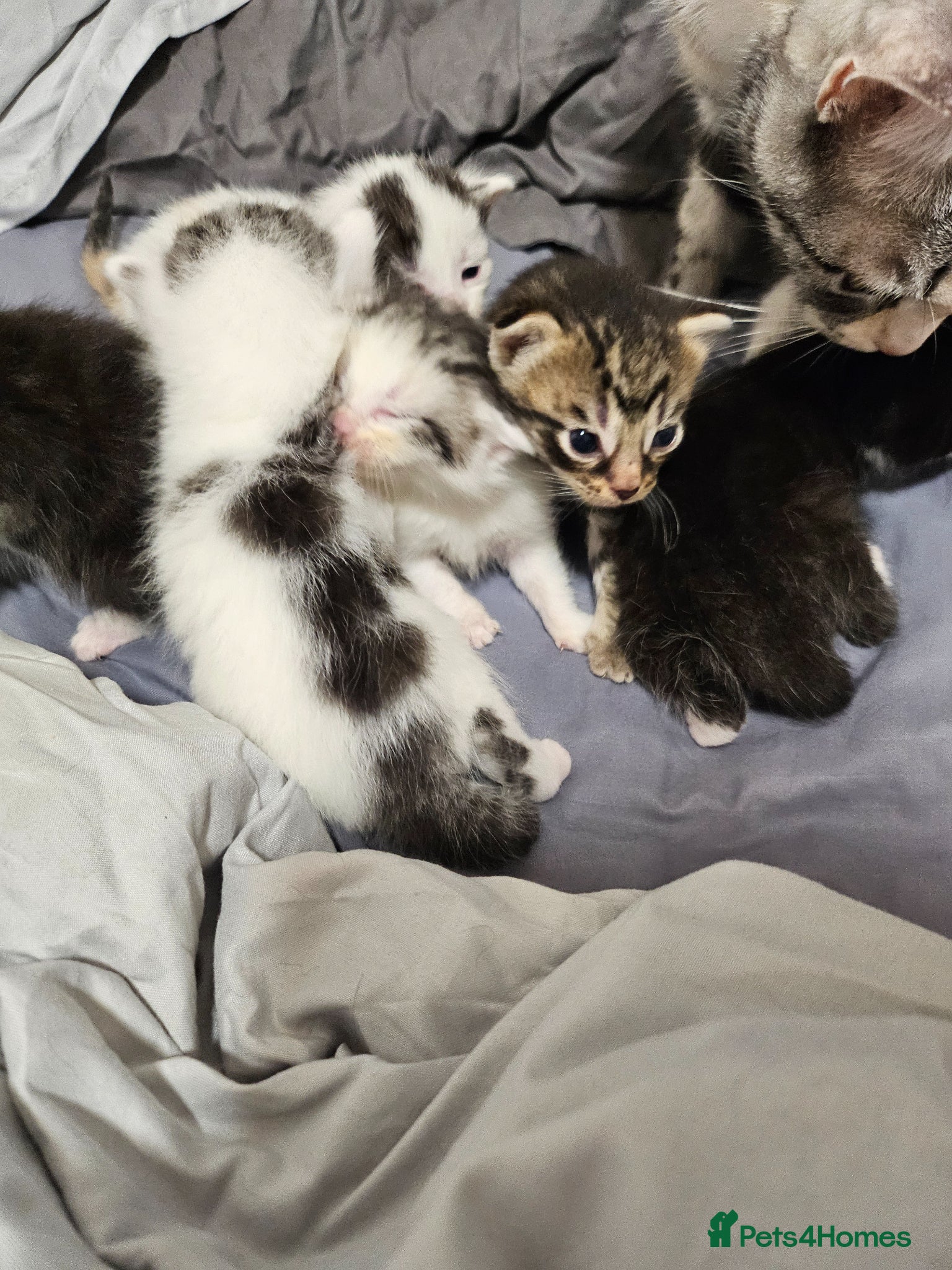 British Longhair cats Geoegous kittens ready in may - Advert 3