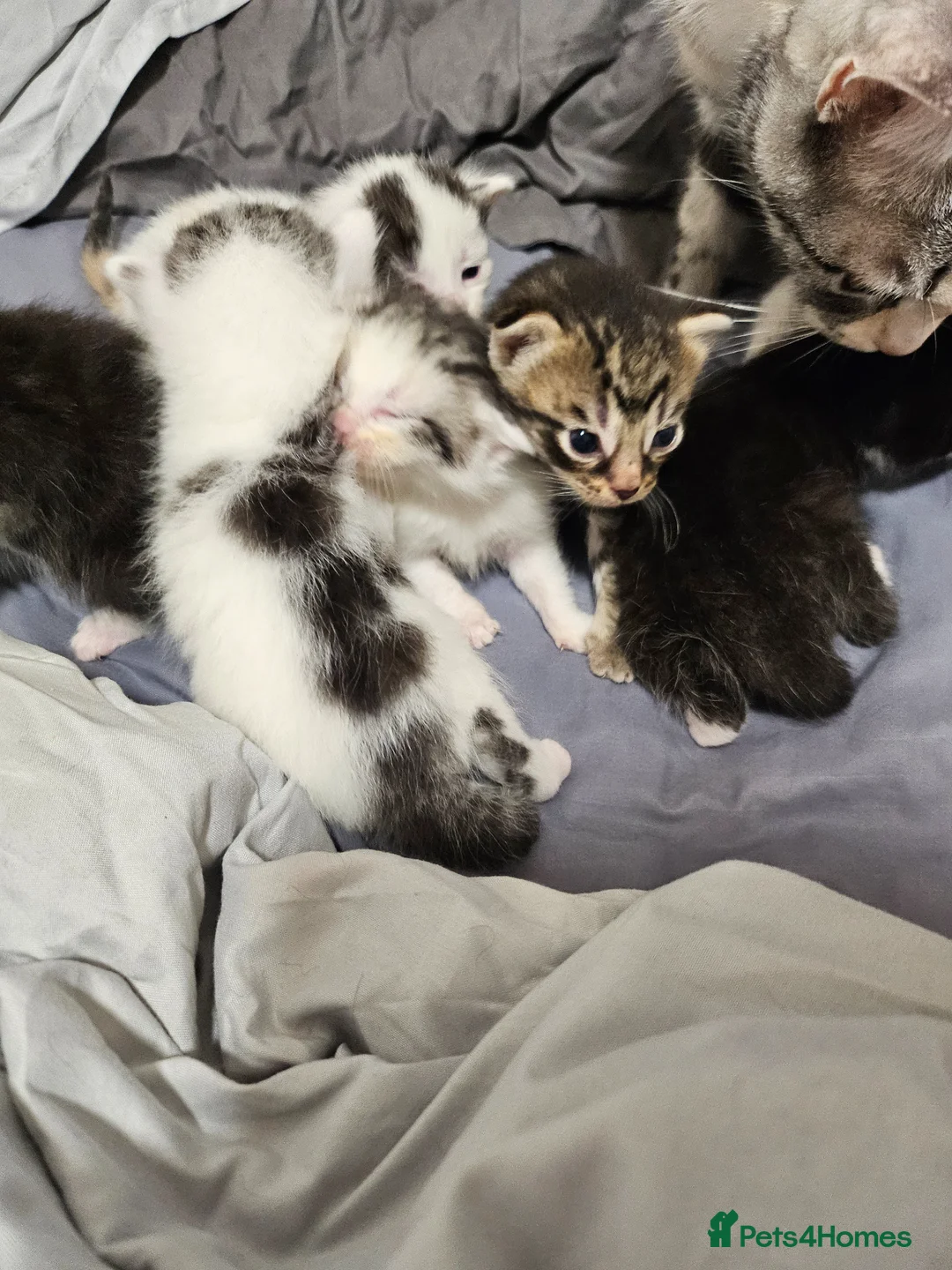 British Longhair cats for sale: Geoegous kittens ready in may - Advert 1