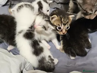 British Longhair cats Geoegous kittens ready in may - Advert 3