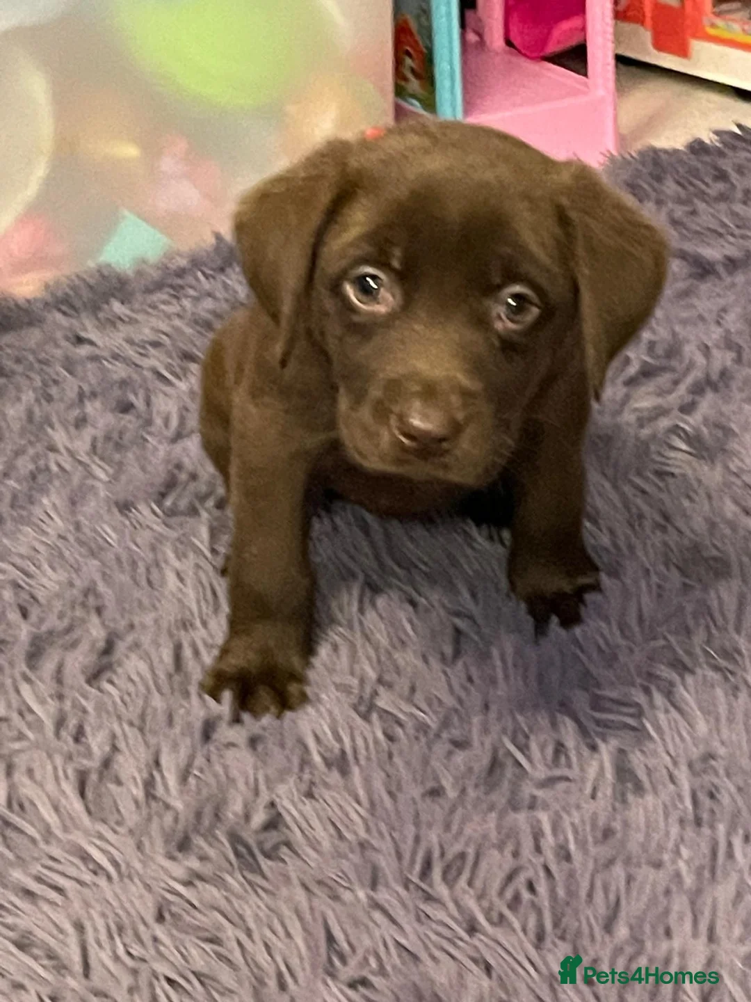 Labrador Retriever dogs for sale: Outstanding health tested Chocolate Labradors  - Advert 5