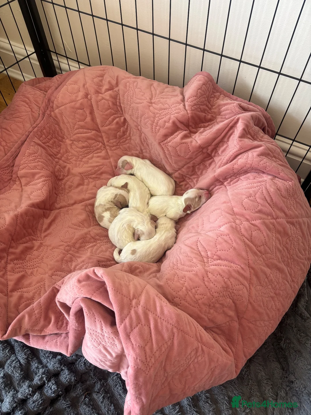 Mixed Breed dogs for sale: Mixed breed cockapoo King Charles spaniel puppies  - Advert 2