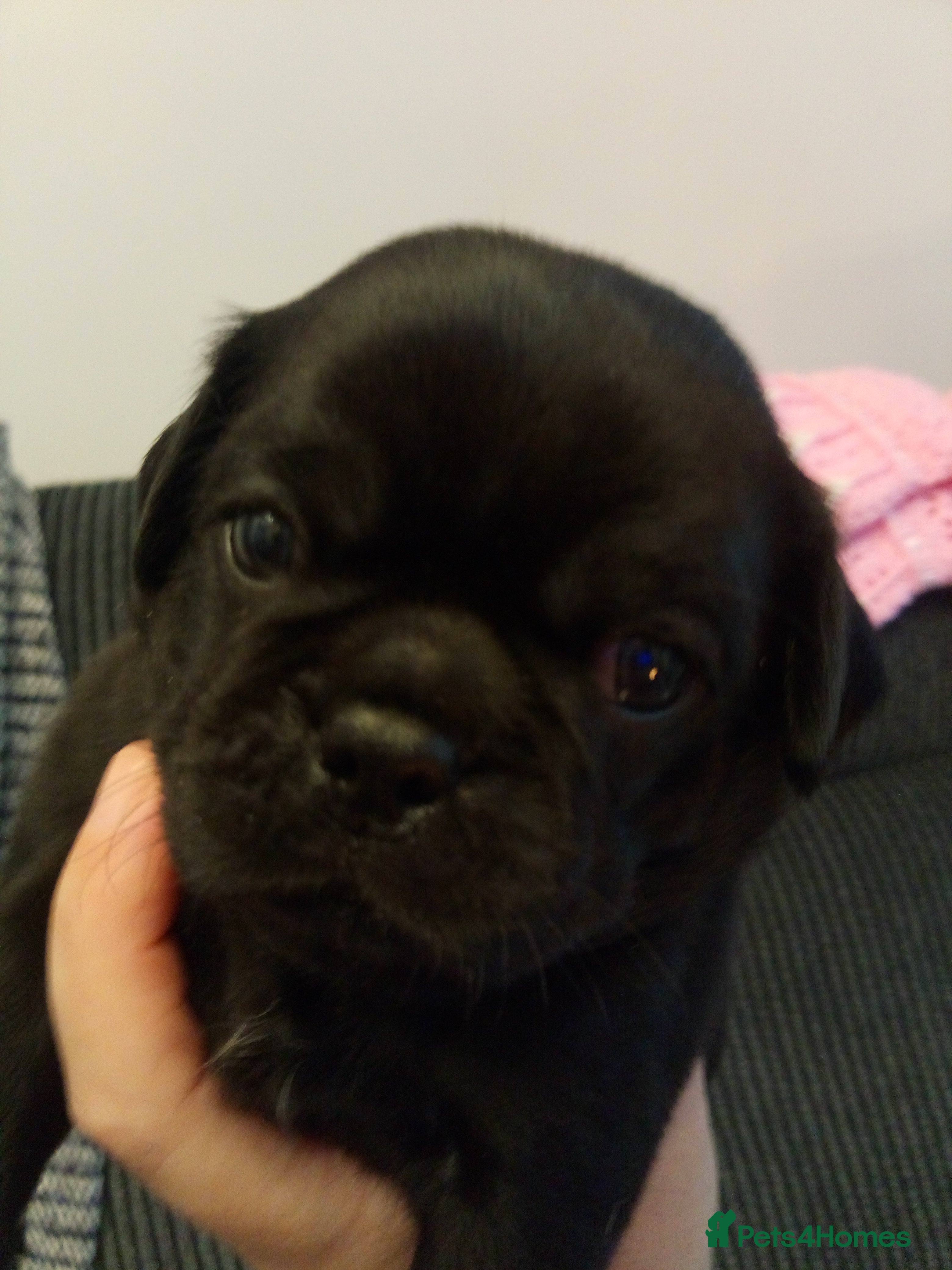 Pug dogs 1 black puppy left - Advert 8