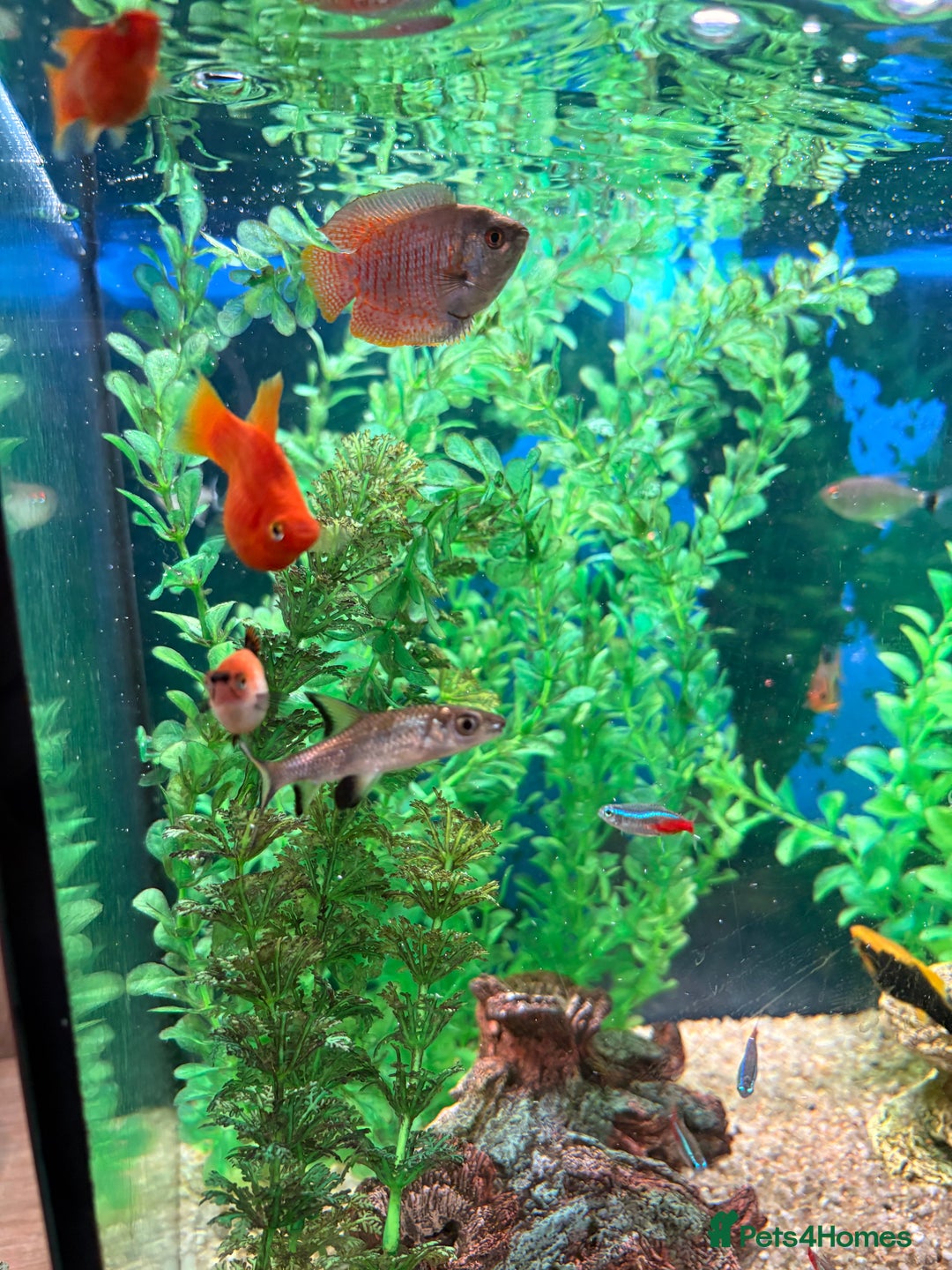 Tetras fish for sale: Community Fish - Advert 3