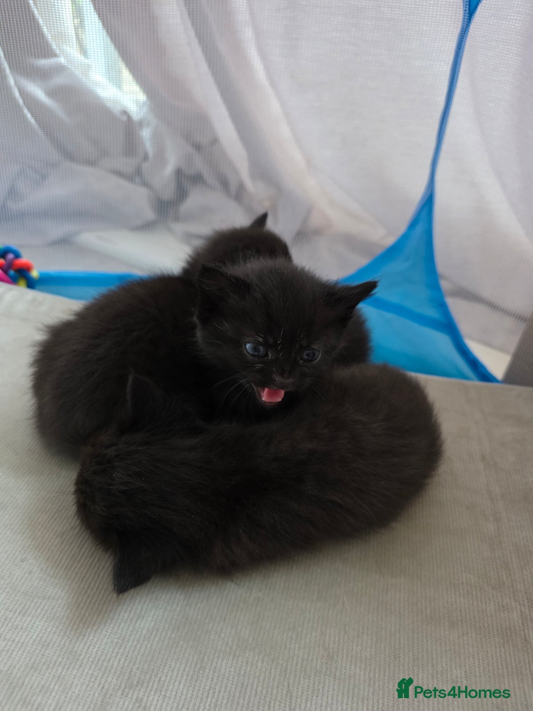 Mixed Breed cats for sale: Beautiful kittens - Advert 4