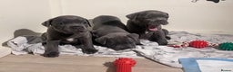 Staffordshire Bull Terrier dogs for sale: 2 Beautiful Male Blue Staffy Puppies - Advert 19