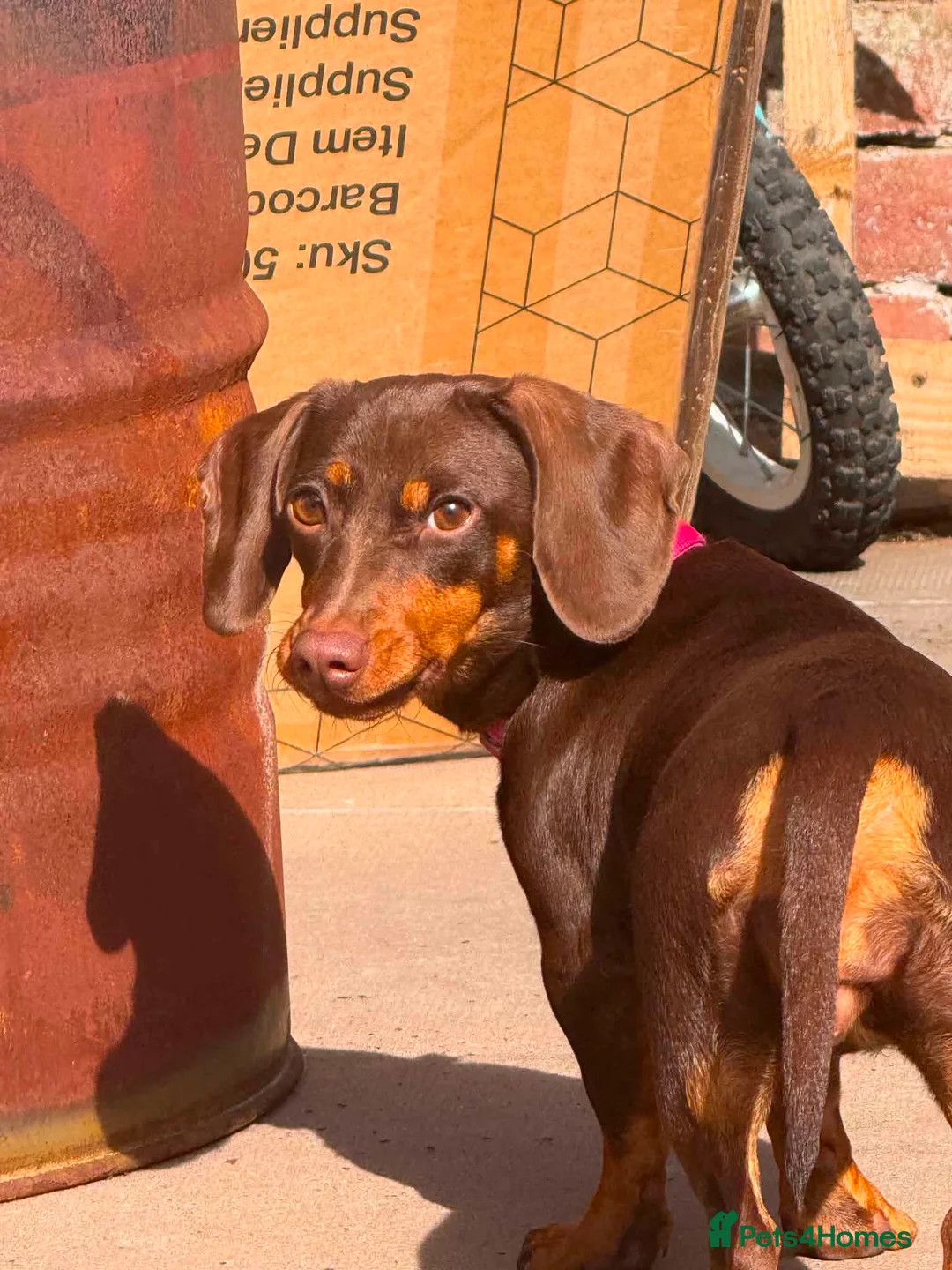 Miniature Dachshund dogs for sale: Bell  in Birmingham - Advert 4